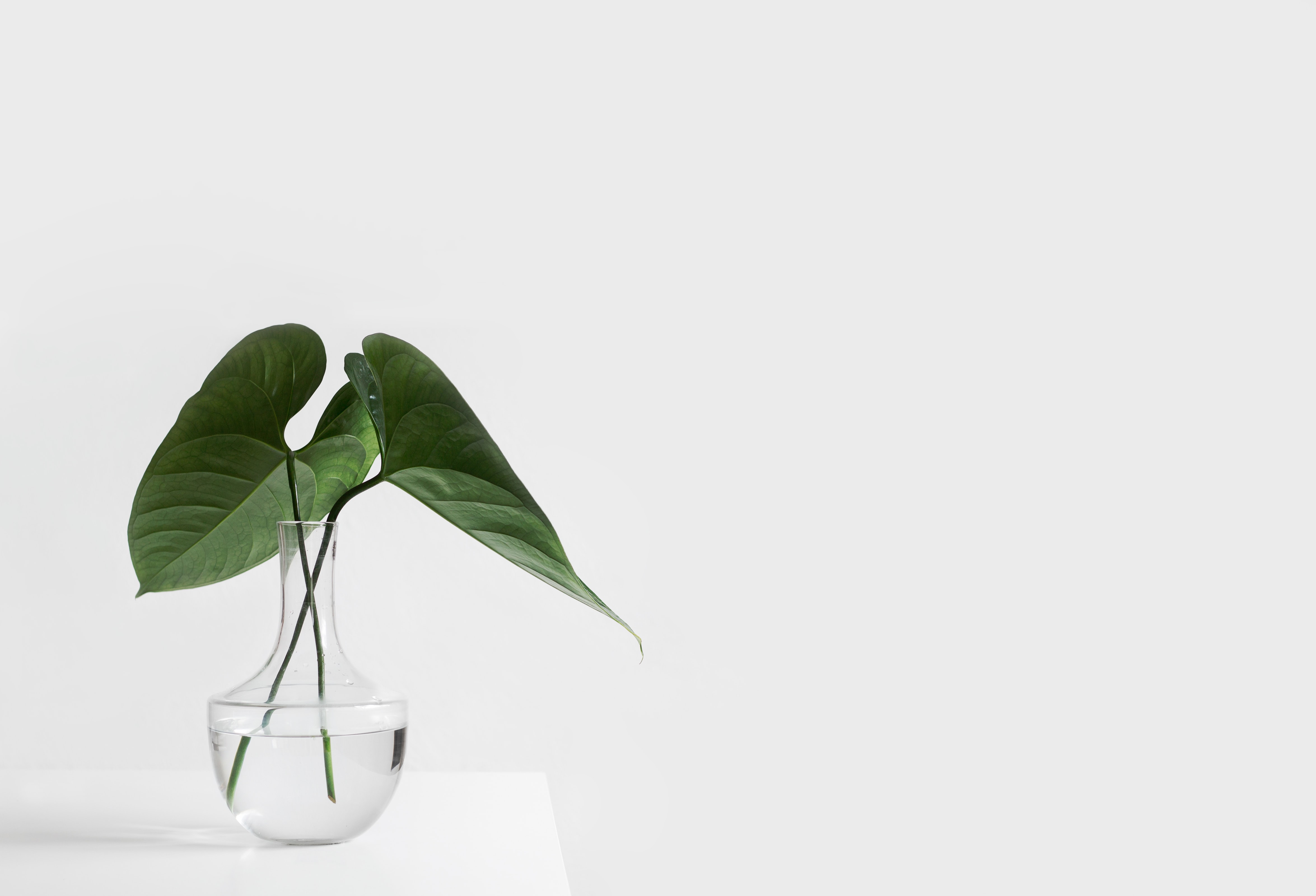 minimalist photo of a vase containting two green leaves