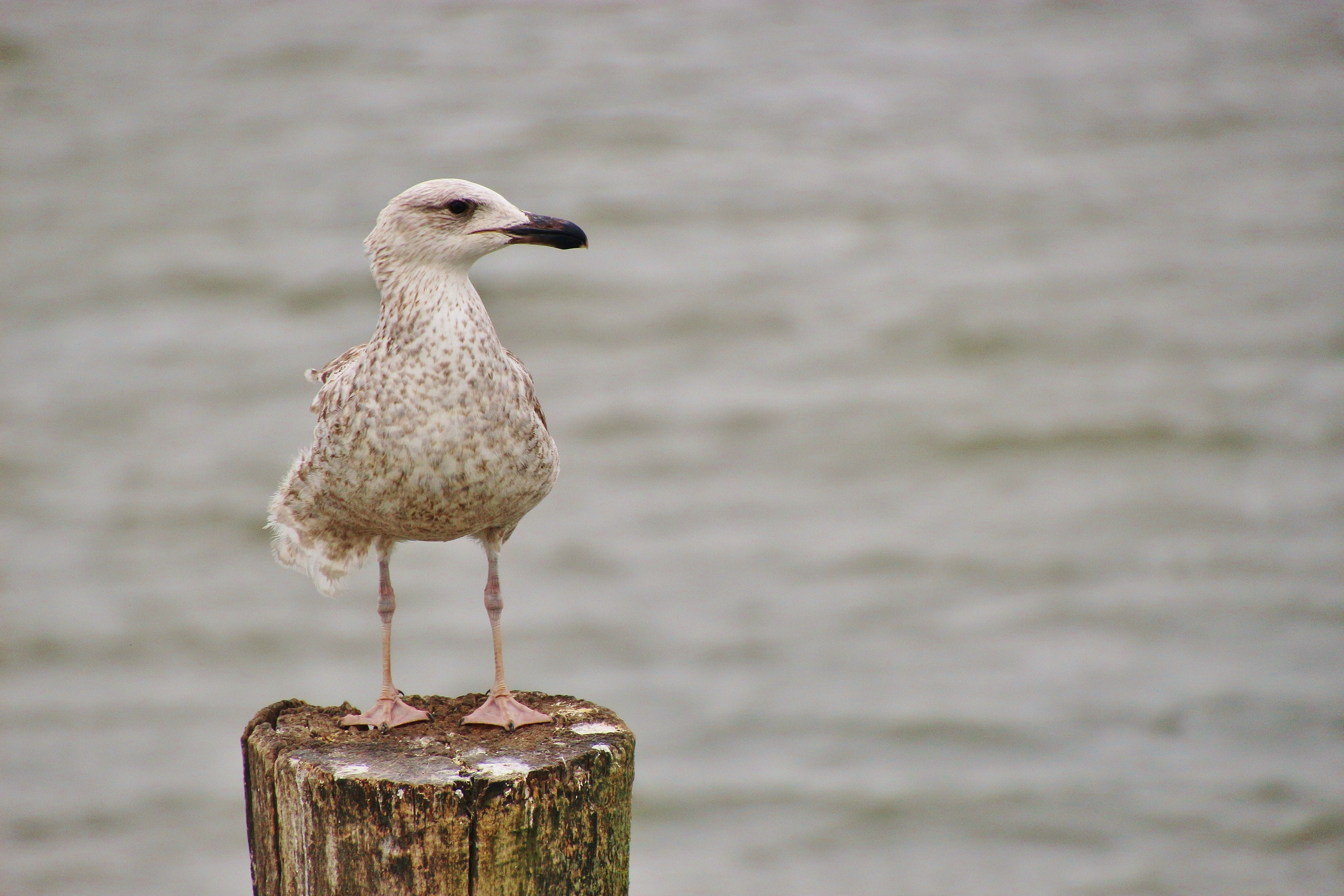 photo of a seagull